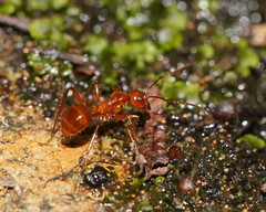 Notoncus spinisquamis