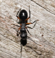 Polyrhachis femorata