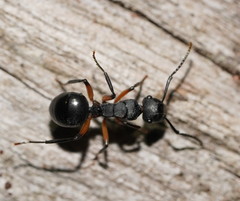 Polyrhachis femorata