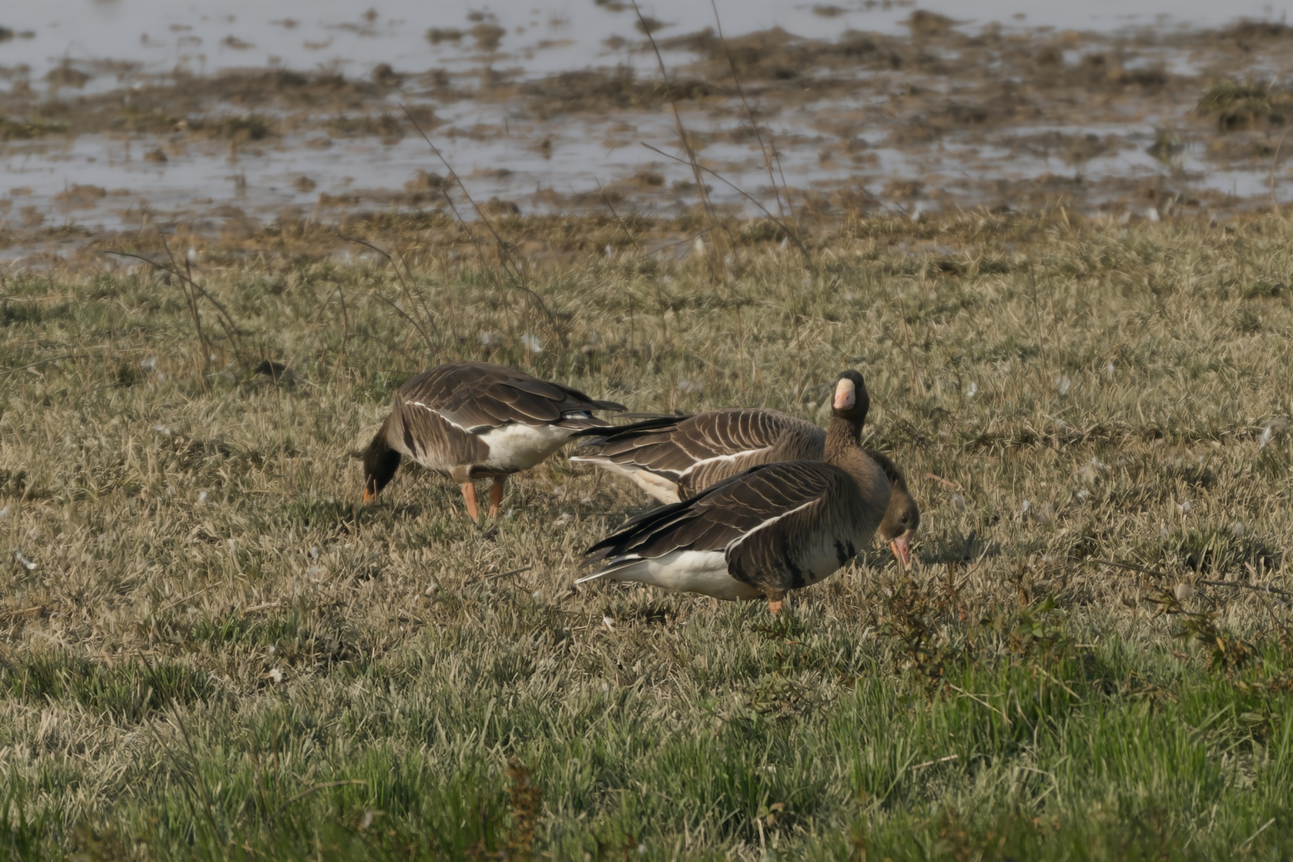 Greater White-fronted Goose