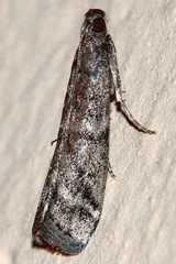 Ephestia elutella