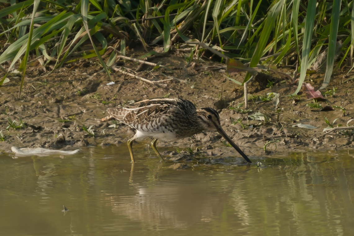 Pin-tailed Snipe