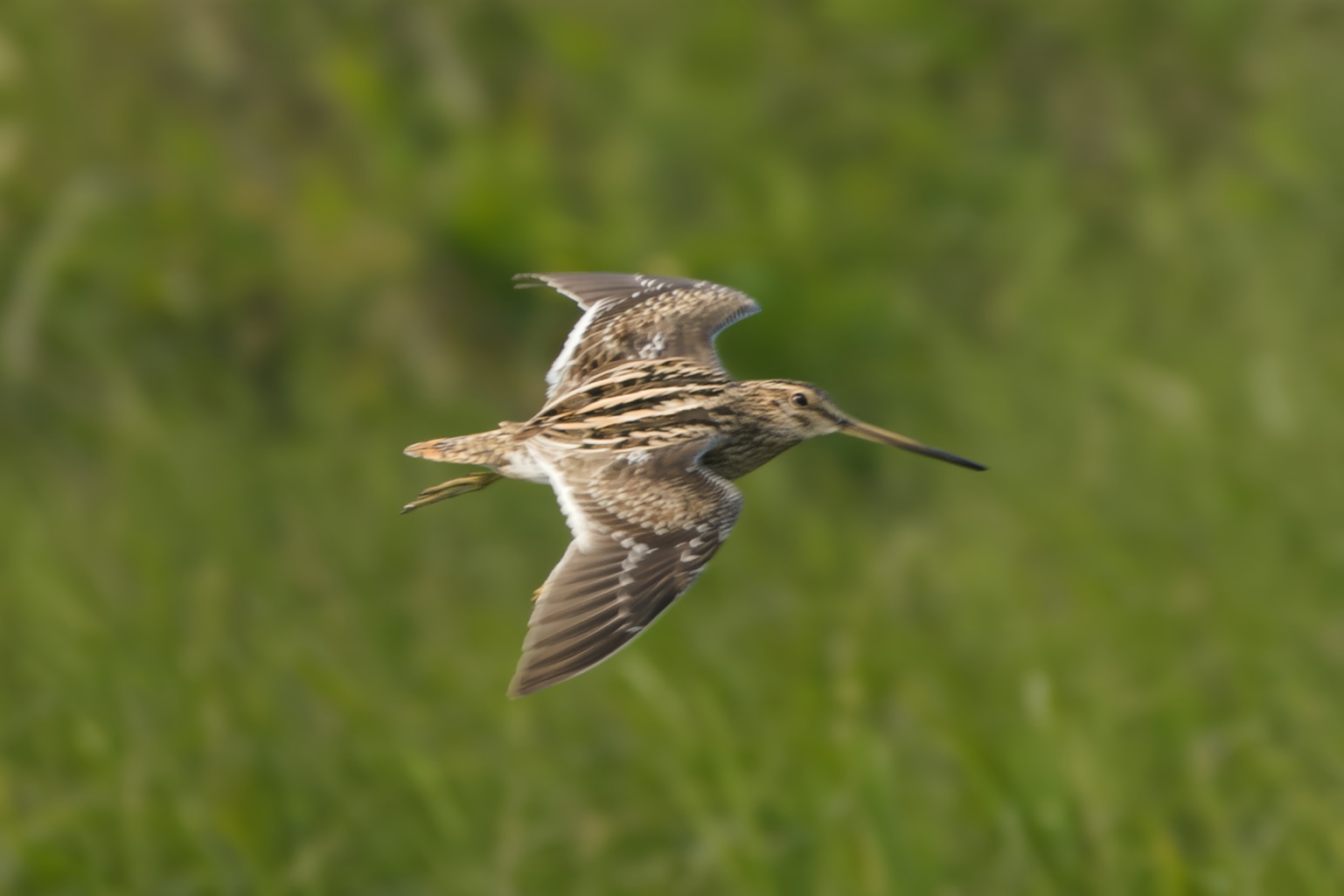 Pin-tailed Snipe
