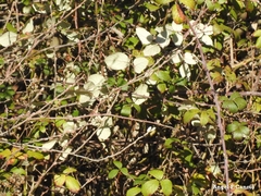 Rubus ulmifolius