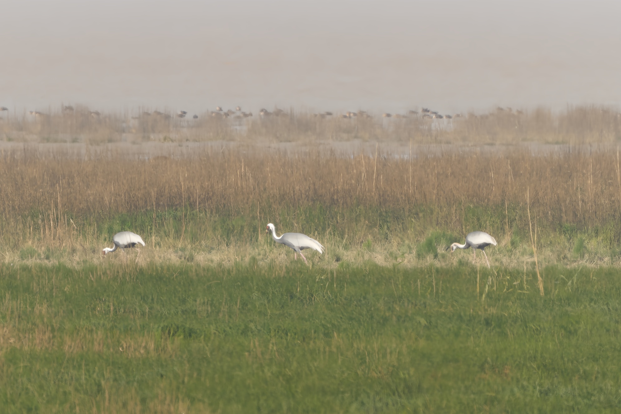 White-naped Crane