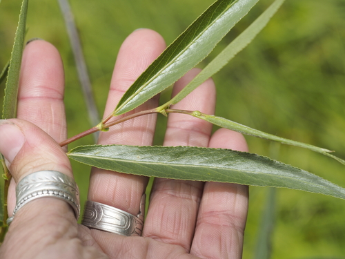 Pacific Willow (Salix lasiandra)