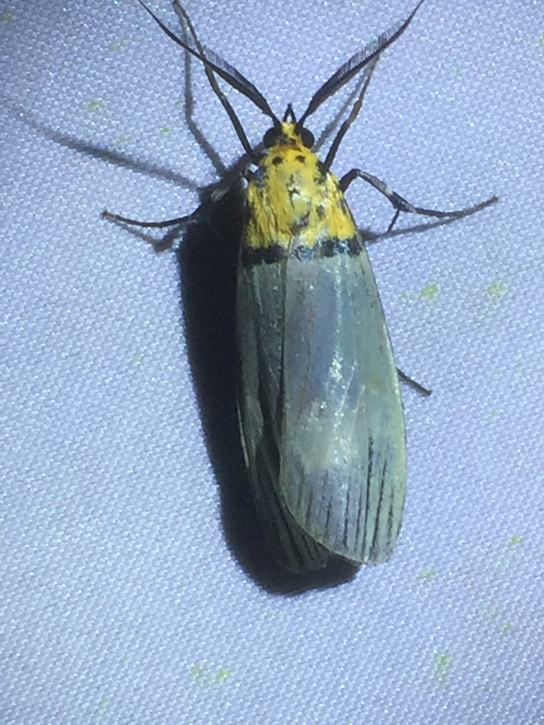Vitessa griseata (Vitessa griseata)