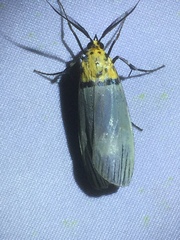 Vitessa griseata