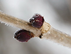 Sambucus kamtschatica
