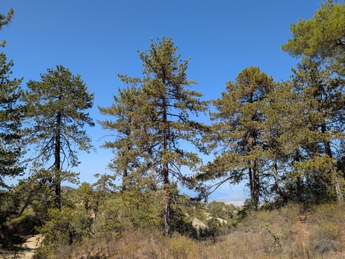 Black pine (Pinus nigra)