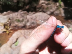 Argia anceps