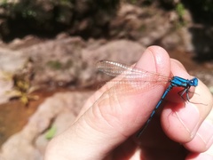 Argia anceps