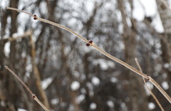 Sambucus kamtschatica