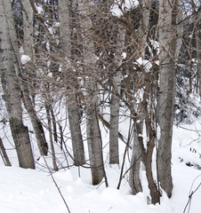 Sambucus kamtschatica