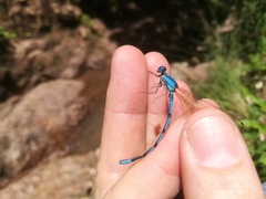 Argia anceps