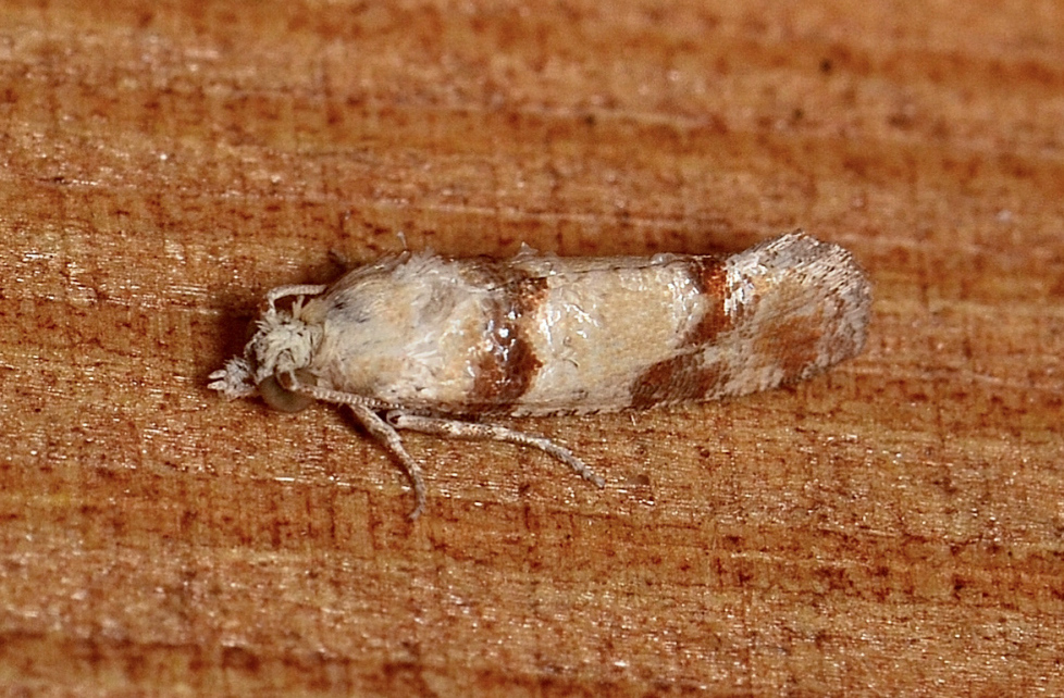Subtropical Pine Tip Moth