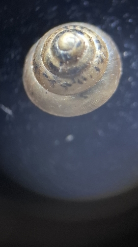 Kaliella barrakporensis, 2025-10-15