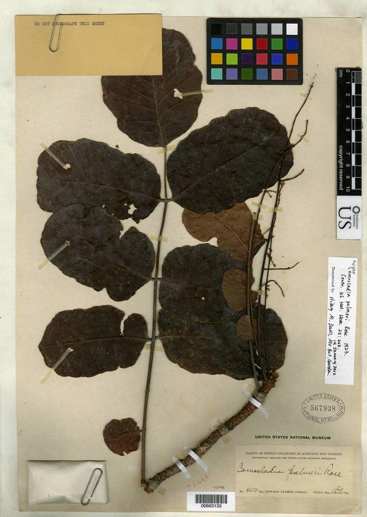 Comocladia palmeri