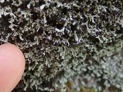 Stereocaulon gregarium