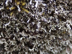 Stereocaulon gregarium