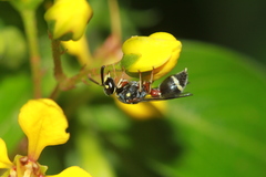 Paraleptomenes miniatus