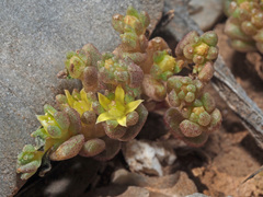 Sedum litoreum