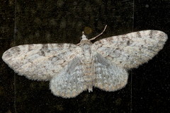 Eupithecia semigraphata