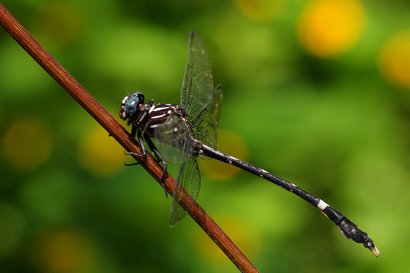 Double-toothed Leaftail