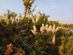 Orites lancifolius