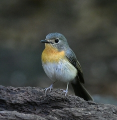 Cyornis