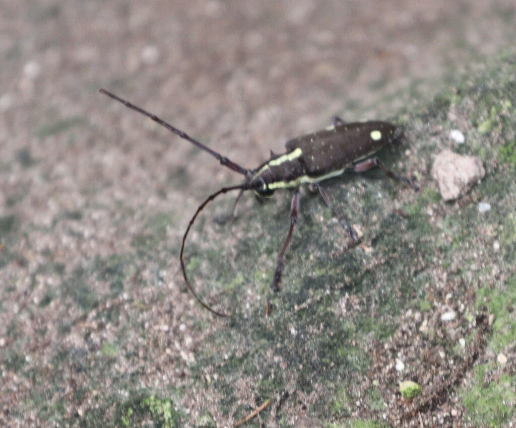 Taeniotes luciani