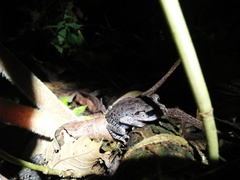 Leptobrachium hasseltii