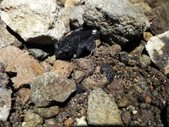 Leptobrachium hasseltii