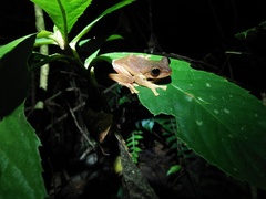 Rhacophorus margaritifer