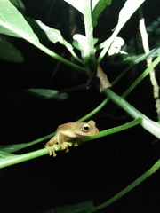 Rhacophorus margaritifer