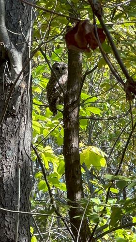 View observation of {o.common_name} on iNaturalist