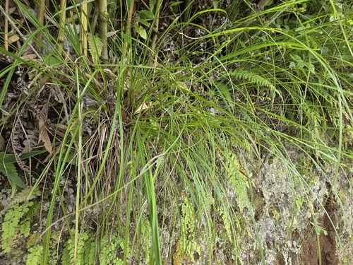 Carex polystachya, 2025-10-17