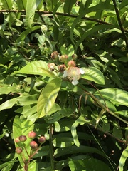 Tetracera indica