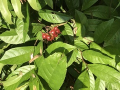 Tetracera indica