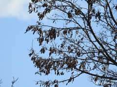 Robinia pseudoacacia