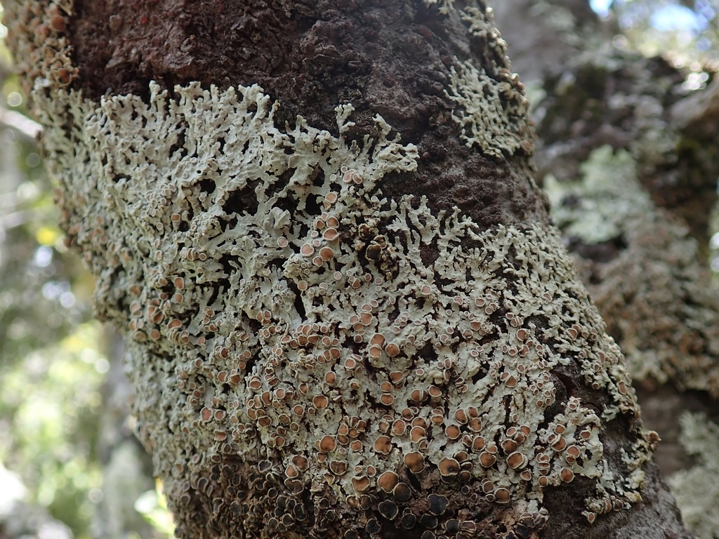 Pannaria pallida