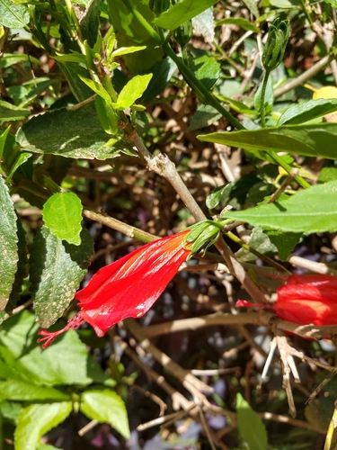 Sleeping Hibiscus