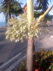 Arecaceae