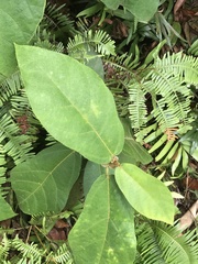 Ficus aurata