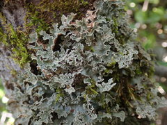 Pseudocyphellaria granulata