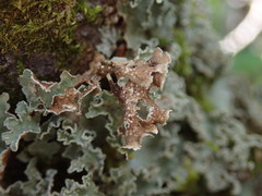 Pseudocyphellaria granulata