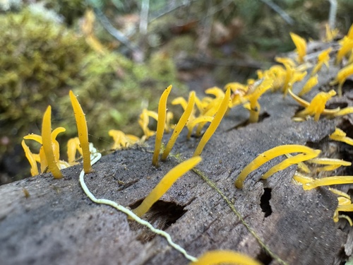 Owingsia PNW01 graham.jpg