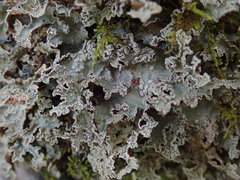 Pseudocyphellaria granulata