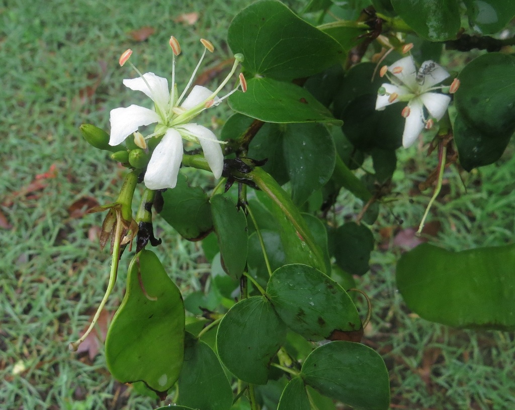 Lysiphyllum binatum (Blanco) de Wit 2