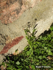 Capsella bursa-pastoris